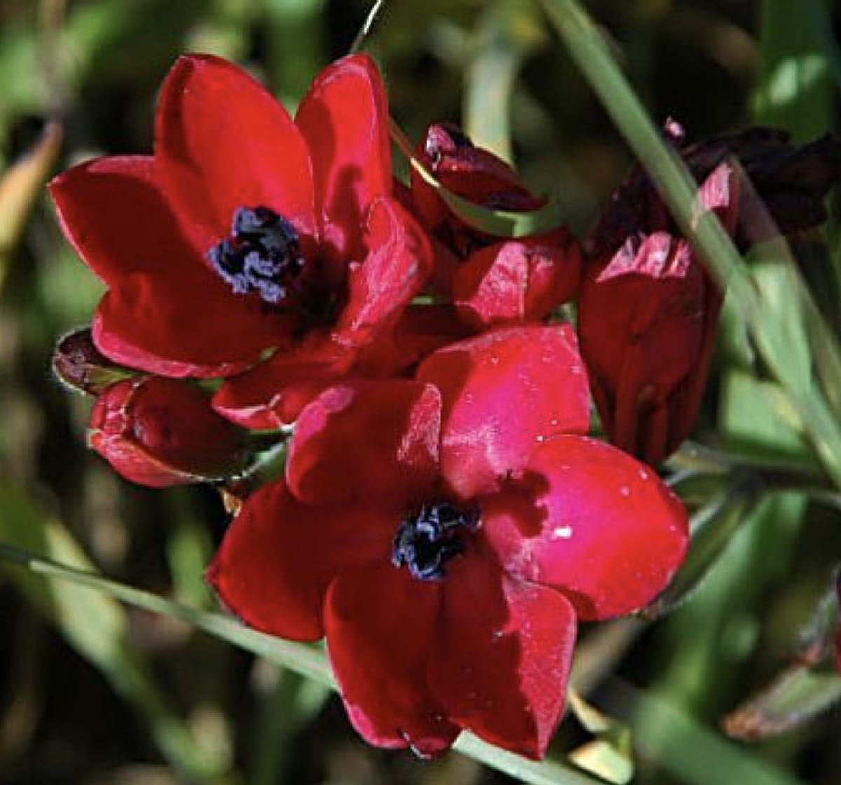 Bulbos de Babianas. Pack 12 Unidades.  Colores Variados. Size: 5/62