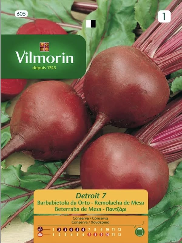 Betarraga Detroit.  (Vilmorin)1