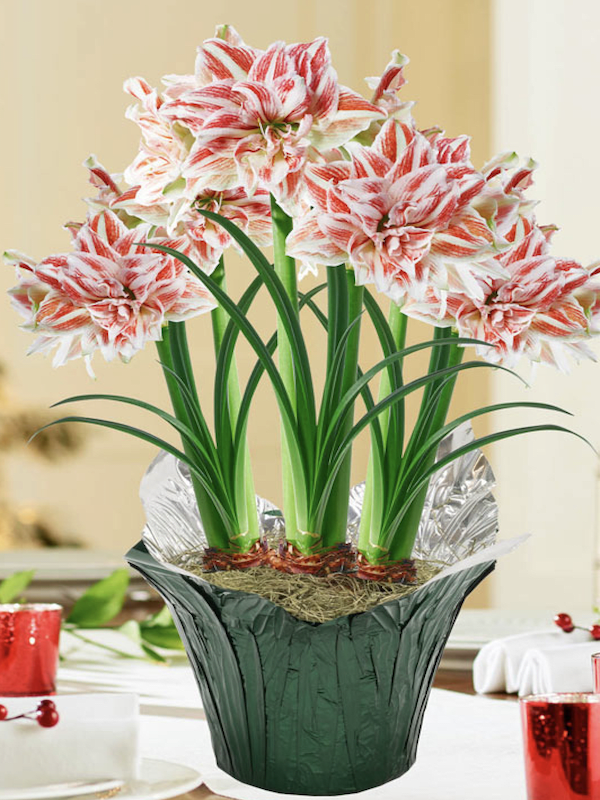 Amaryllis  Exclusivos Dobles Color: Blanco Vetas Rojas. Size: 26/282