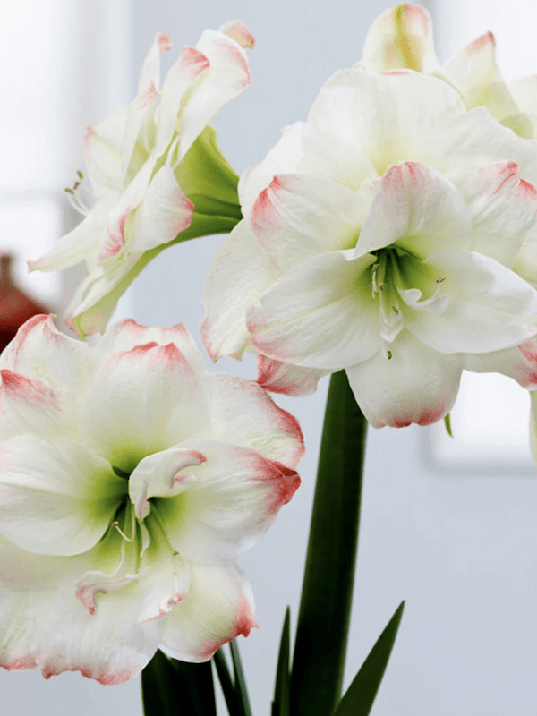 Amaryllis  Exclusivos  Color: BLanco Doble Toques Rosa. size: 26/282