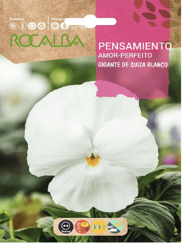 PENSAMIENTO Gigante Blanco1