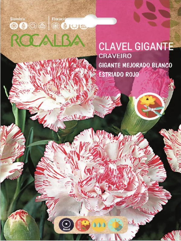 CLAVEL GIGANTE Mejorado Blanco Estriado Rojo1