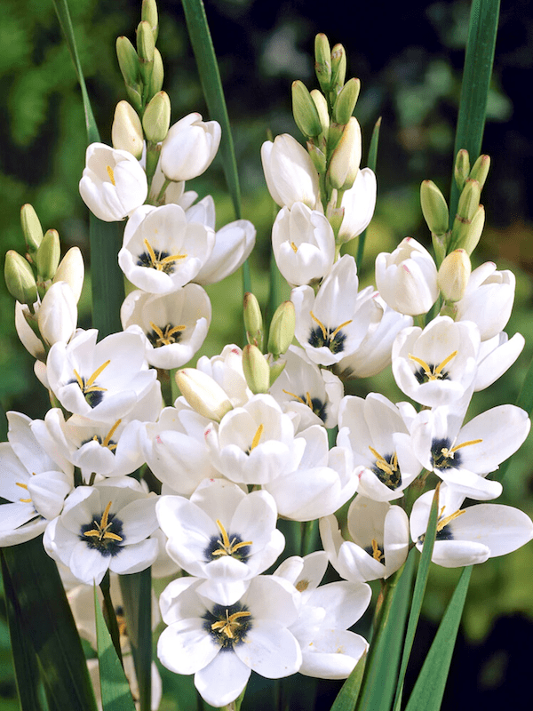 12 Bulbos de IXIAS O 