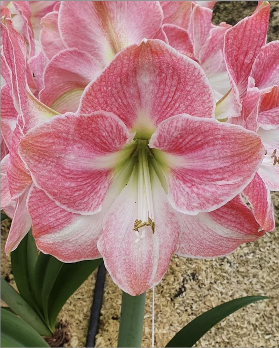Amaryllis Clásico Calibre Grande. Color:  Rosado/Blanco Size: 26/282
