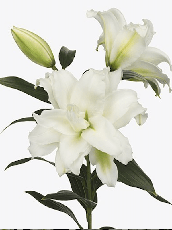Lilium Oriental Perfumado Blanco Doble. Size: 15/173