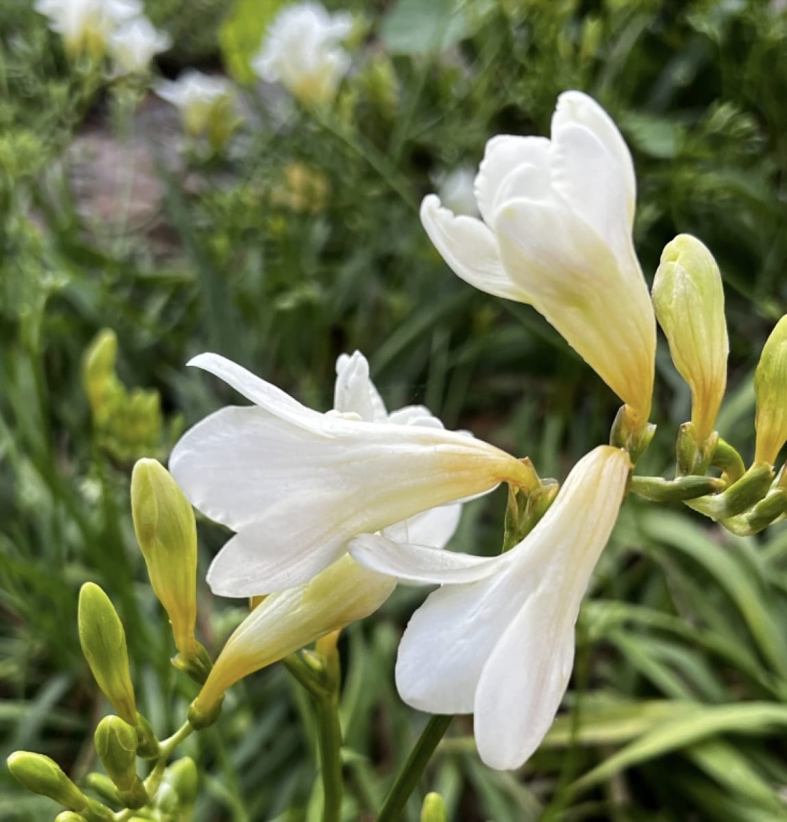 Bulbos Fresias Blancas. Pack 50 Unidades  SIZE: 5+2