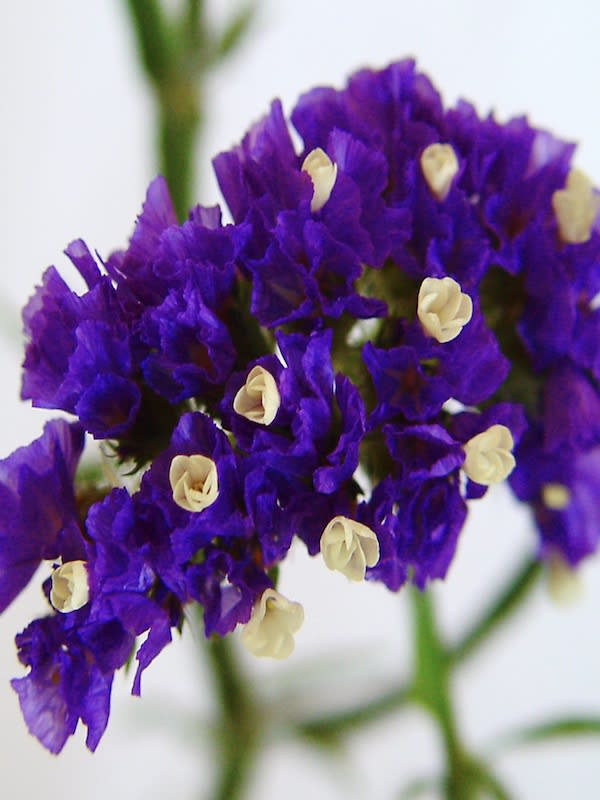 ESTATICE Sinuata Color: Azul2