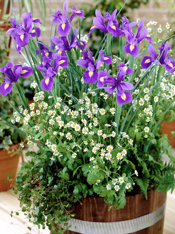 Bulbos de Iris Azul c/Amarillo3