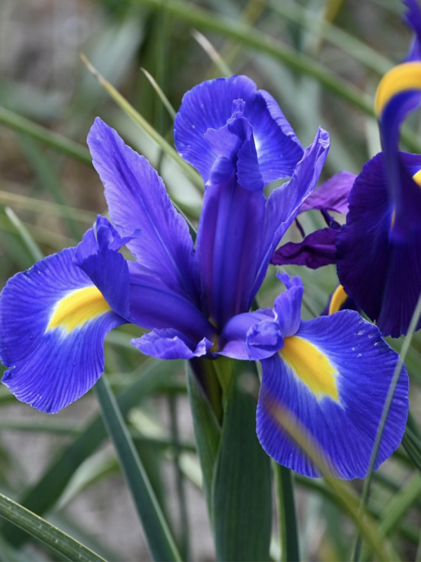 Bulbos de Iris Azul c/Amarillo4
