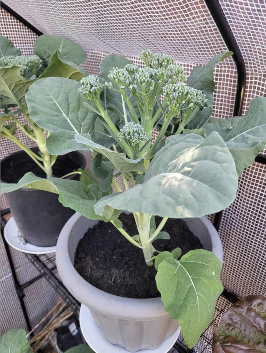 Brocoli Ramoso Calabrese, Semillas4