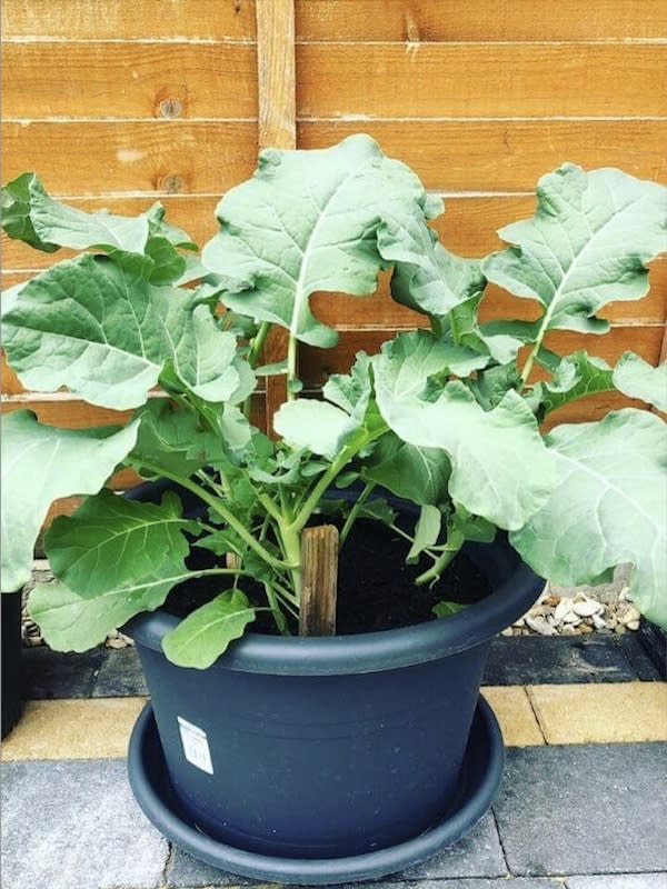 Brocoli Ramoso Calabrese, Semillas3