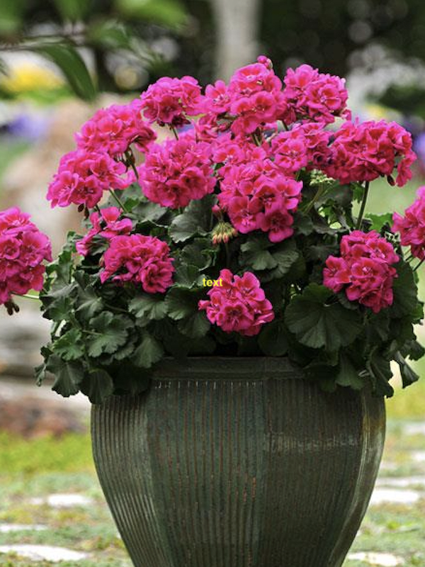 GERANIO. Color Violeta3