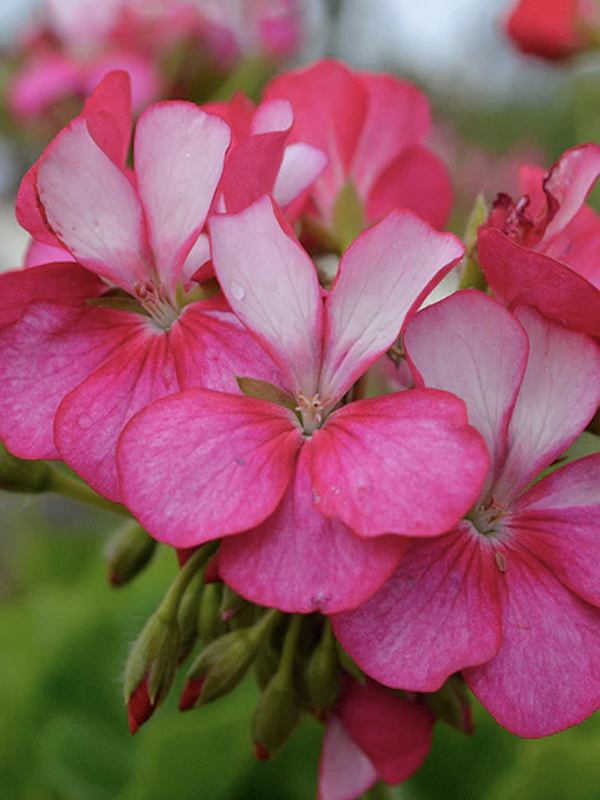 GERANIO. Color Violeta2