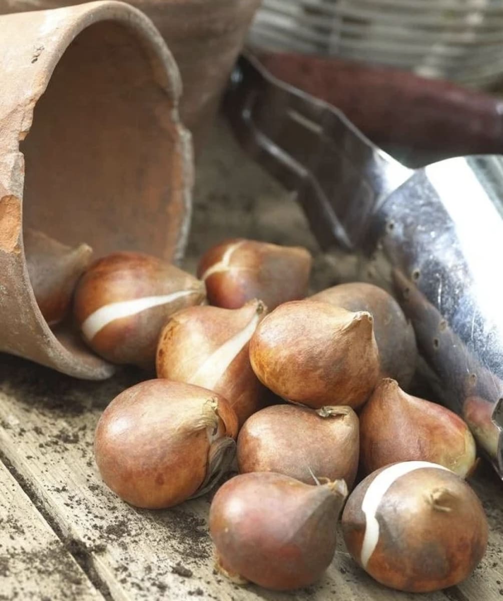 1 Docena de Bulbos Tulipas Color: Púrpura. Calibre 12-143