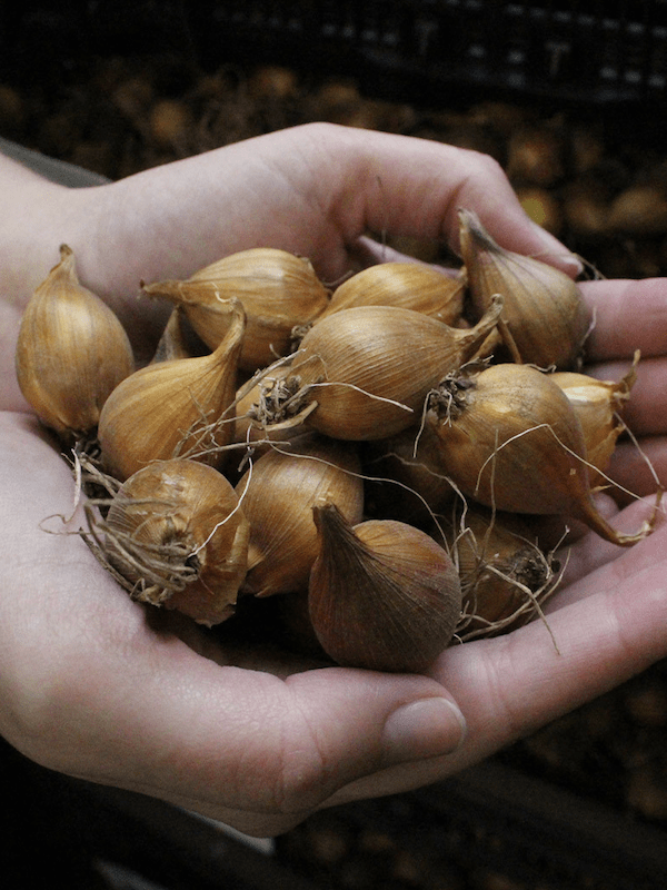 Bulbos de Iris Holándica Color:Púrpura Amarillo Size: 7/83