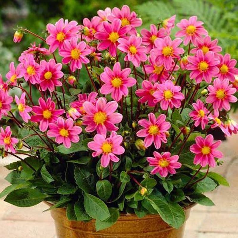 Champas Bulbos de Dalias Top Mix Enana Color: Rosada3