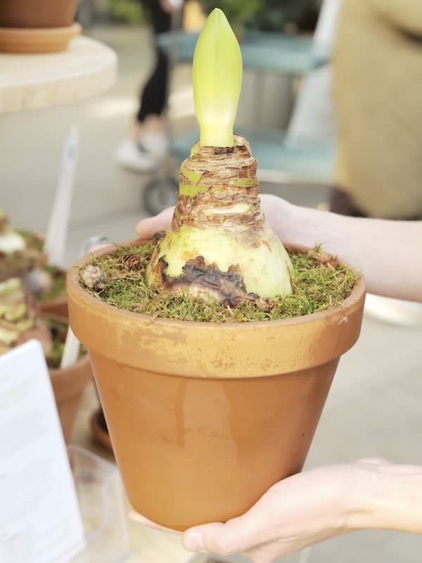 Amaryllis  Clásico Calibre Grande. Color: Blanco  Size: 26/283