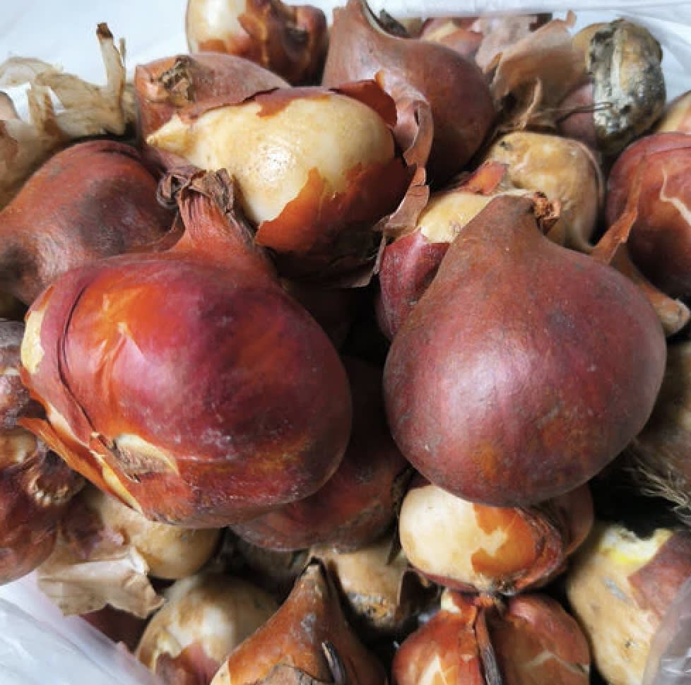 .5 Docenas de Bulbos Tulipas Color: Púrpura Doble Crespo . Calibre 12+2