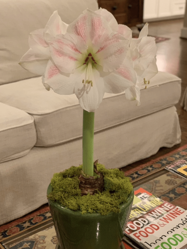 Amaryllis Exclusivo Doble Puntas Crespas. Color: Blanco Size. 26/283