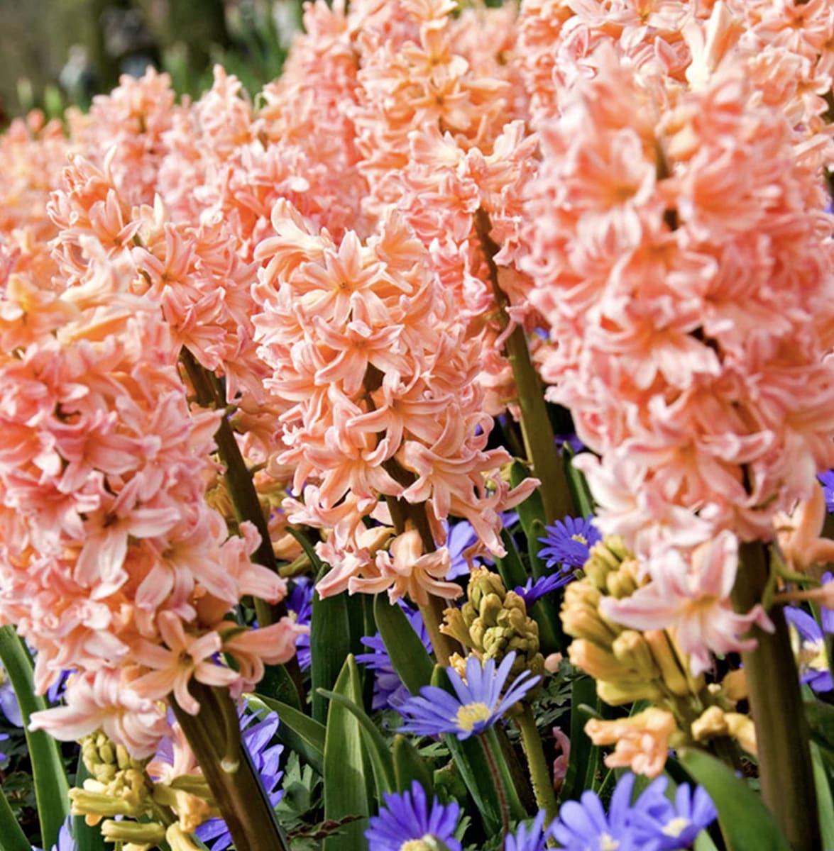 Jacinto Salmón  Calibre 13-152