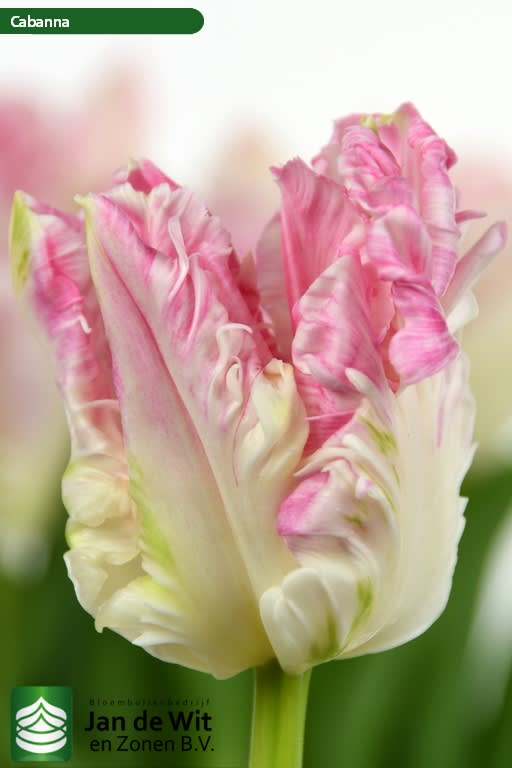 Pack 60 Bulbos Tulipas.Color: Blanco/Rosa Doble  . Calibre 12 +3