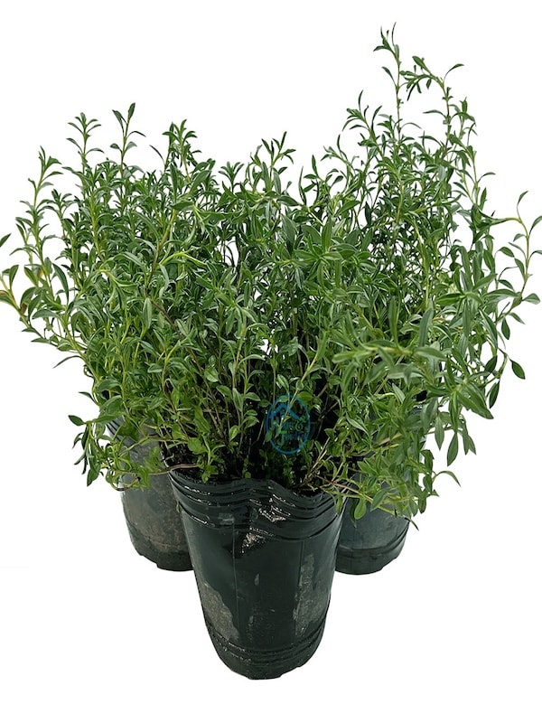 Estragón de Rusia ( Artemisa) Semillas3