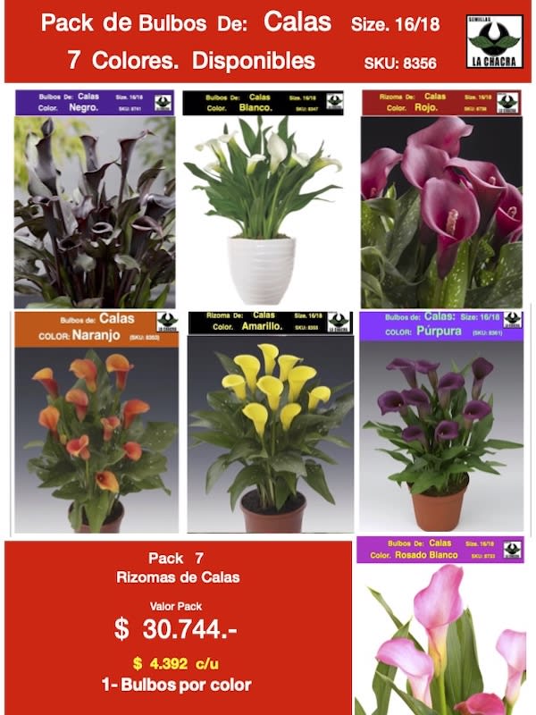 Pack  7  Rizomas  1 por Color   Calas Size. 16/181