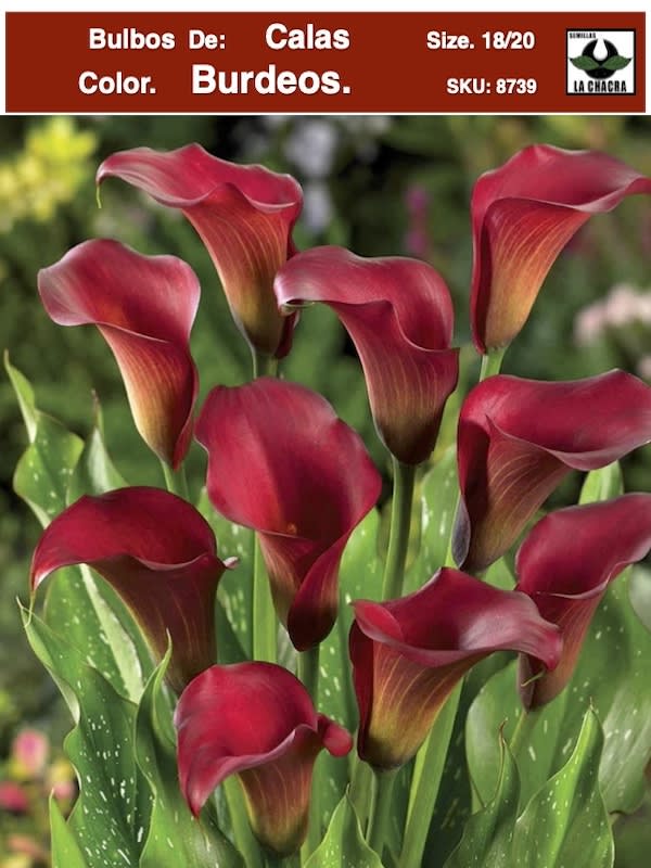 Calas Premium Color. Burdeos .Size: 18/201