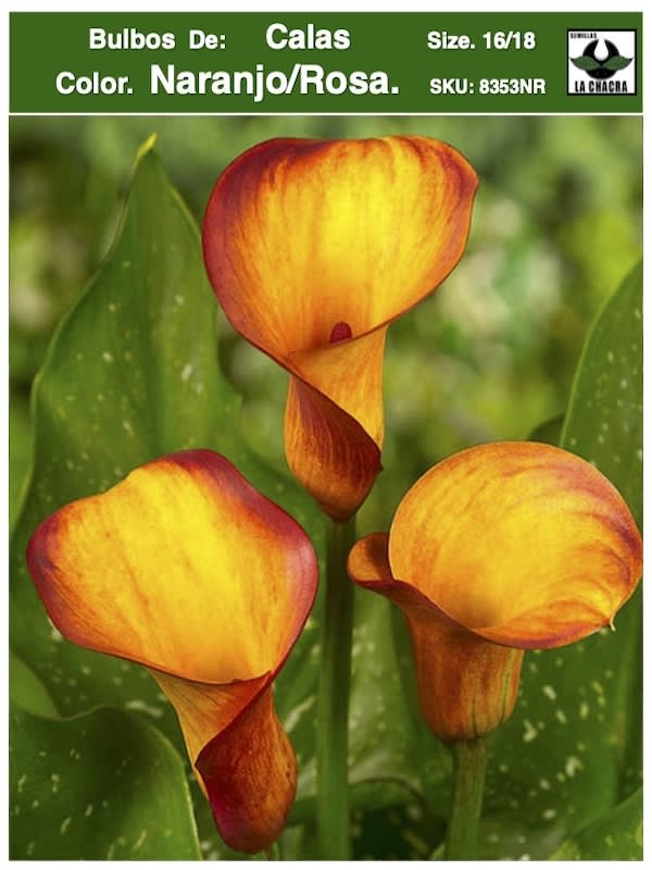 Calas Color. Naranjo/Rosa .Size: 16/181