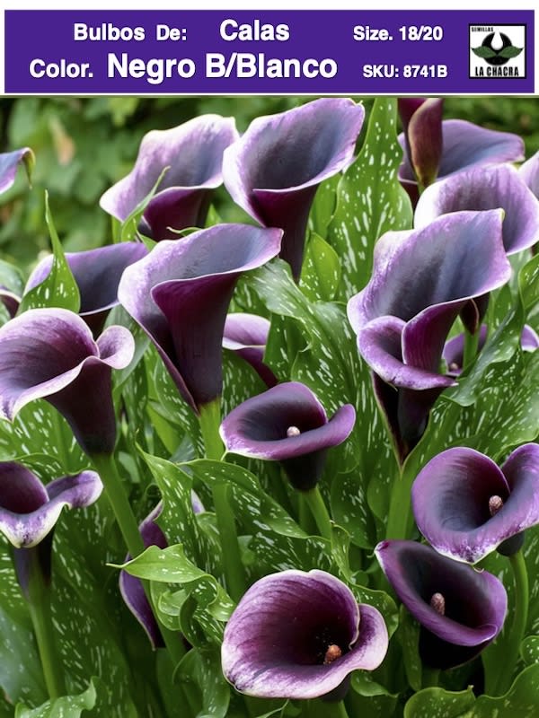 Calas Premium Color. Negro Borde Blanco .Size: 18/201