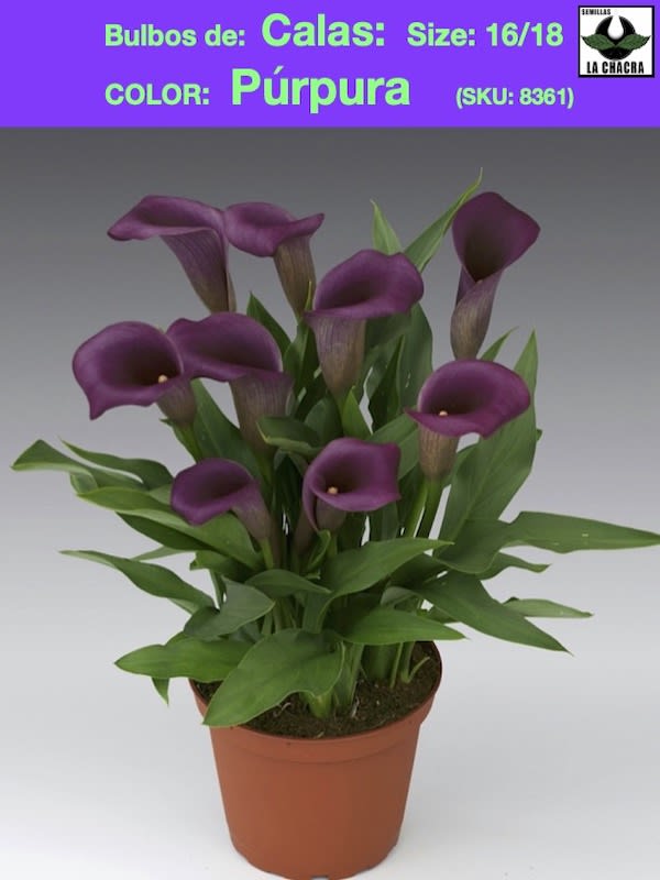 Calas Color: Púrpura size: 16/181