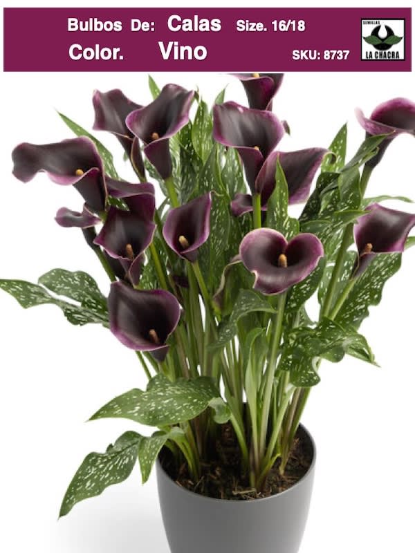 Calas Color. Vino .Size: 16/181