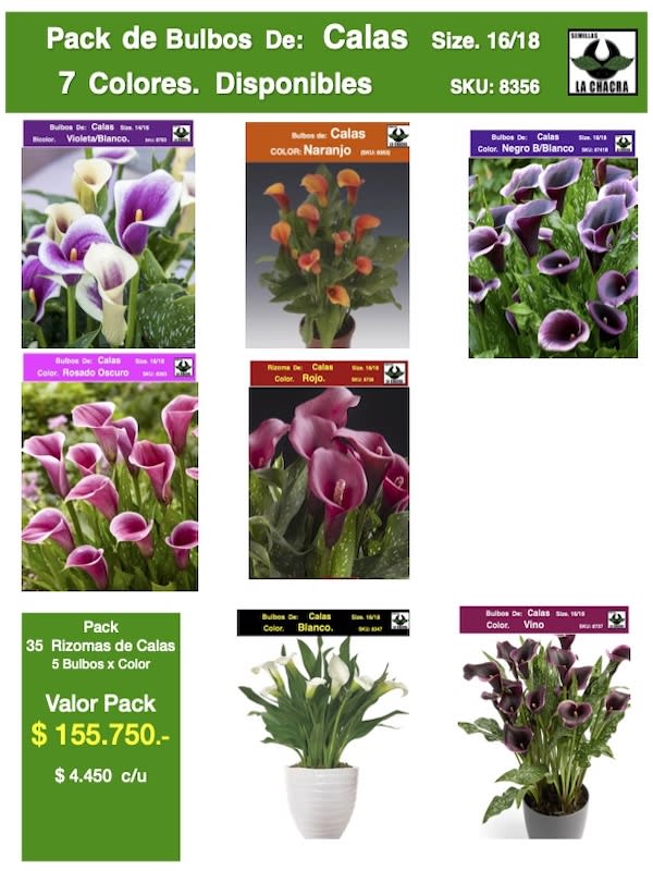 Pack 35 Rizomas Calas. 5 Bulbos por Color Size. 16/181