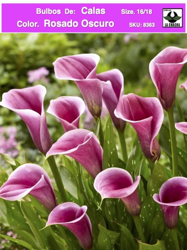 Calas Color: Rosado Oscuro Size: 16/181