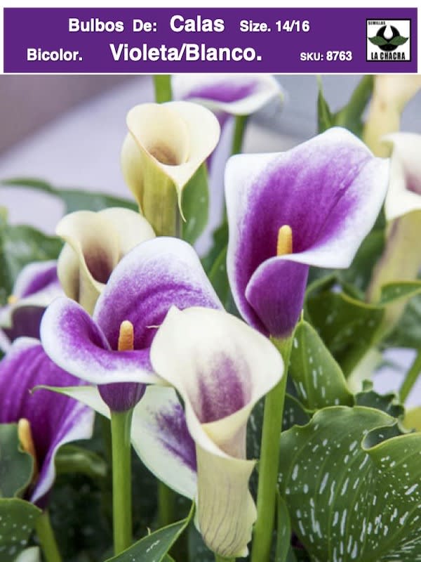 Calas Bicolor: Violeta/Blanco. Size. 16/181