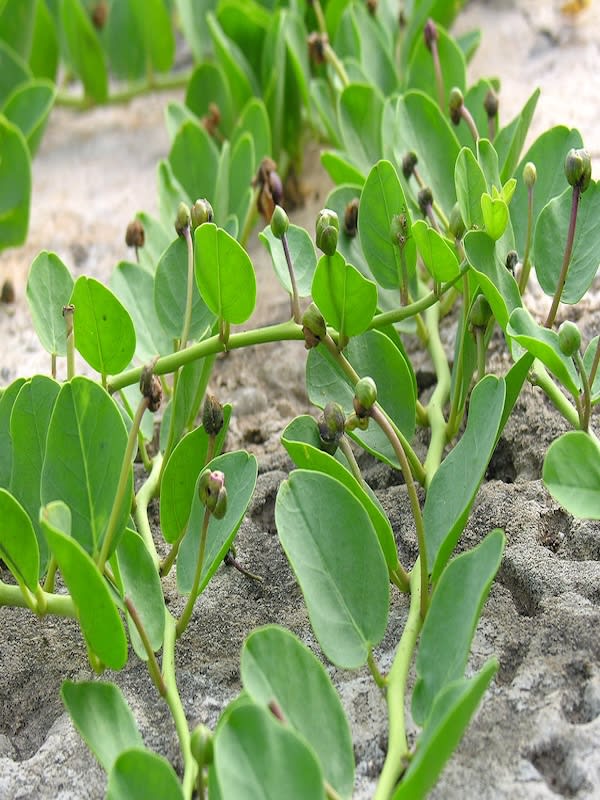 Alcaparras.  Semillas2