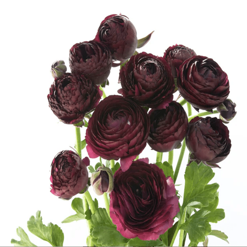 1 Docena de Bulbos de Ranúnculos Color: Carmín. Size: 5/62