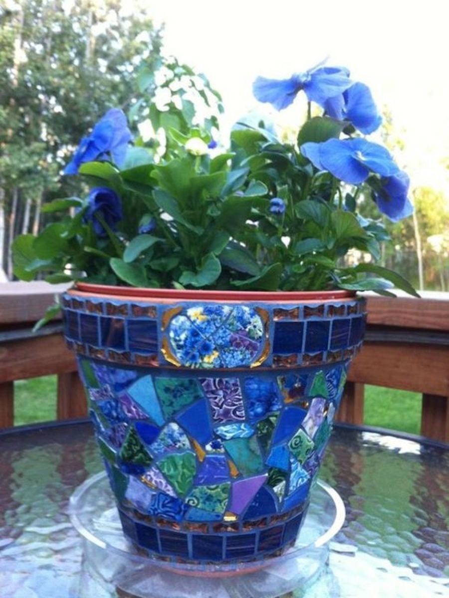 PENSAMIENTO DE FLOR GRANDE. AZUL3