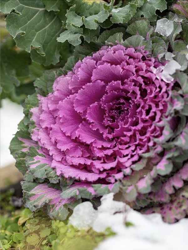 Col Ornamental, Semillas3