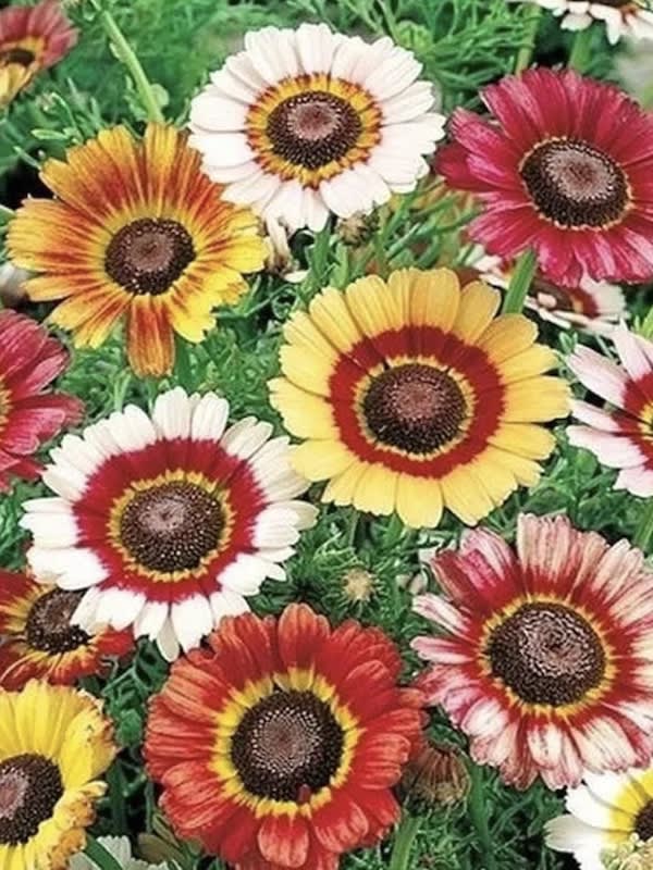 CRISANTEMO Tricolor Colores Variados.5  Gramos.4