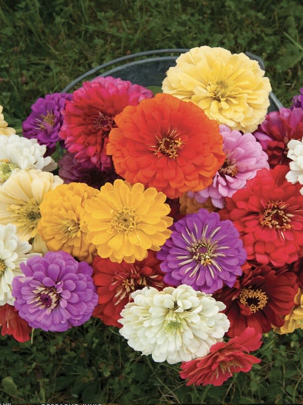 ZINNIA Gigante Bicolor, Variada2