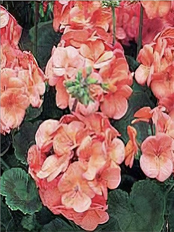 GERANIO Color Coral4