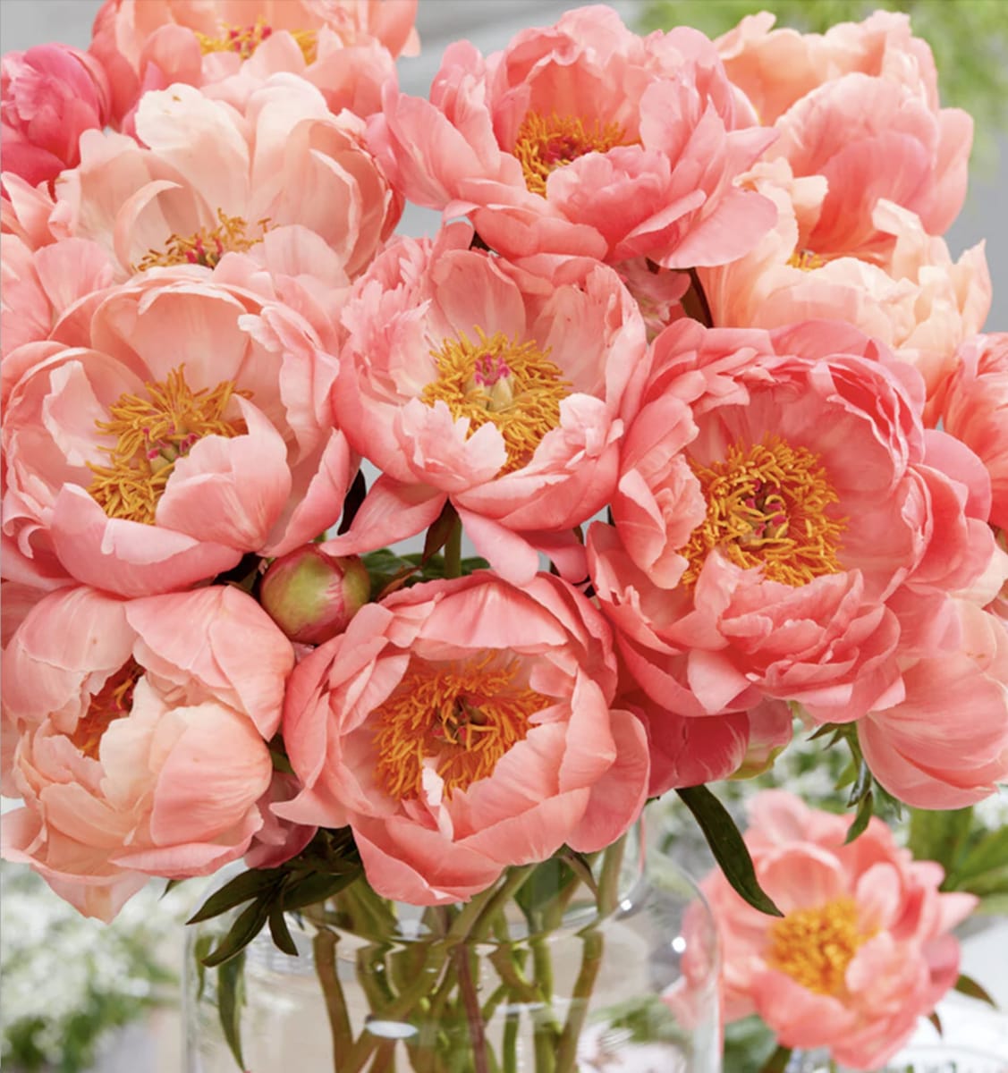 Rizoma de Peonía. Coral4