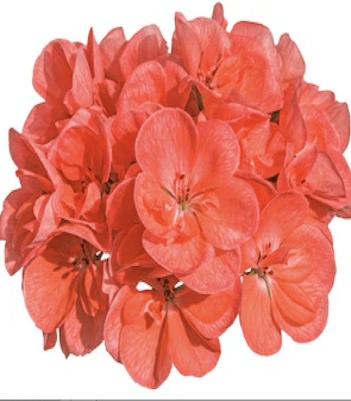 GERANIO Color Coral2