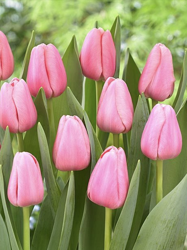 12 Bulbos Tulipas. Color: Rosado. Size: 12+2