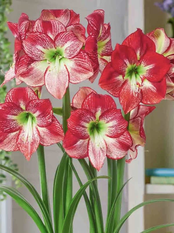 Amaryllis  Exclusivos Color: Blanco  Vetas Rojas Size: 26/283