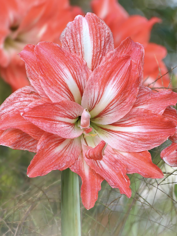 Amaryllis  Exclusivos Dobles  Color: Fucsia Vetas Blancas. Size: 26/282
