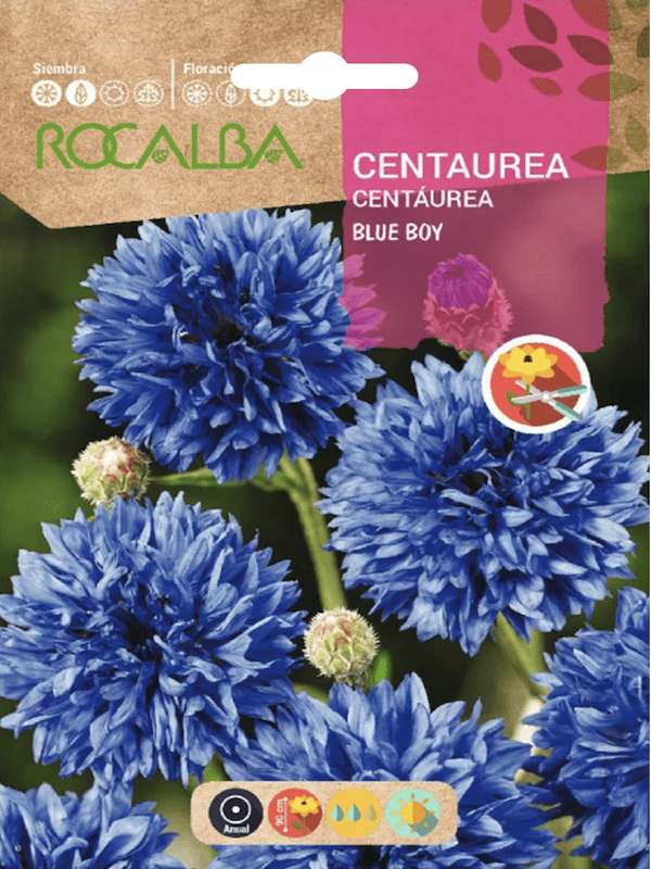 Centaurea Blue Boy1