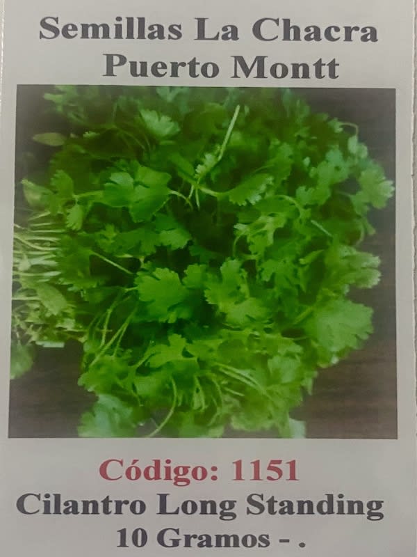 Cilantro California Long- Standing 10 Gramos1