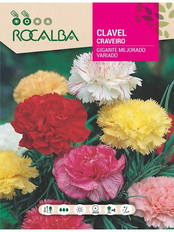 CLAVEL GIGANTE Mejorado Colores Variados 1G1
